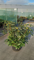 Rhododendron 'Roseum Elegans'   pot 30L   80 100 cm