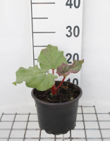 Rheum rhabarbarum   Rabarber   pot 2L (gezaaid)  