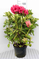 Rhododendron 'Red Jack'   pot   40 50 cm
