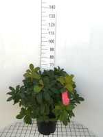 Rhododendron 'Red Jack'   pot 10L   60 80 cm