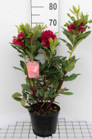 Rhododendron 'Lord Roberts'   pot   40 50 cm