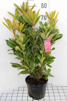 Rhododendron 'Rocket'   pot   40 50 cm