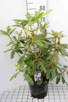 Rhododendron 'Sappho'   pot   40 50 cm  