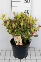 Rhododendron 'Shamrock'   pot   25 30 cm