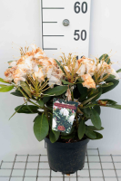 Rhododendron 'Silberwolke'   pot   25 30 cm