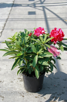 Rhododendron 'Wilgen's Ruby'   pot   40 50 cm