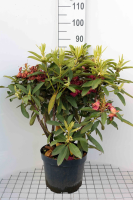Rhododendron 'Wilgen's Ruby'   pot 10L   60 80 cm
