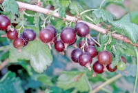 Ribes 'Josta' (Jostaberry)   pot   struik