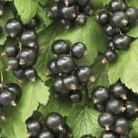Ribes nigrum 'Ben Nevis'   pot   struik  