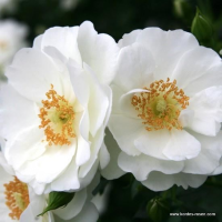 Rosa 'Korstarnow' (Innocencia)   blote wortel