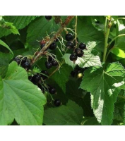 Ribes nigrum 'Titania'   pot   struik  