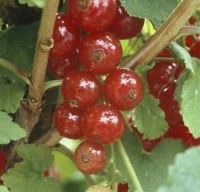 Ribes rubrum 'Jonkheer van Tets'   pot   struik  