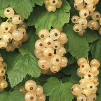 Ribes rubrum 'Witte Parel'   pot   struik  