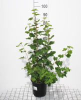 Ribes sanguineum 'King Edward VII'   pot   50 60 cm  