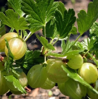 Ribes uva crispa 'Hankkijas Delikatess' (Hinnonmäki Grön)   pot   struik  
