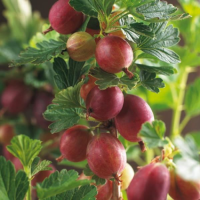 Ribes uva crispa 'Hinnonmäen Punainen' (Hinnonmäki Röd)   pot   struik  