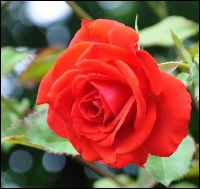 Rosa 'Kanegem'   pot