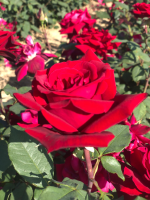 Rosa 'Glanlin' (Lincoln Cathedral)   blote wortel  