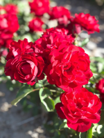 Rosa 'Korlima' (Lilli Marlene)   blote wortel
