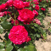 Rosa 'Meideauri' (Leonardo da Vinci)   blote wortel