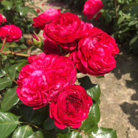 Rosa 'Meideauri' (Leonardo da Vinci)   pot