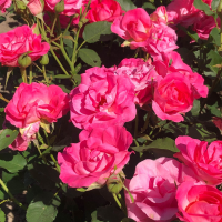 Rosa 'Melrose'   blote wortel