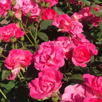 Rosa 'Melrose'   pot