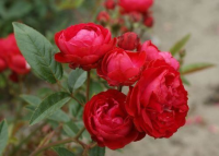 Rosa 'Mothersday' (Fêtes Des Mères, Morsdag)   blote wortel