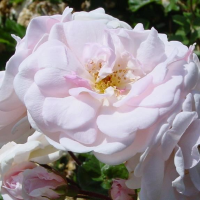 Rosa 'Marie Pavié'   blote wortel
