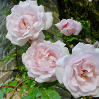 Rosa 'New Dawn'   pot   klimroos