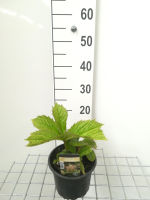 Rodgersia aesculifolia   pot 2L