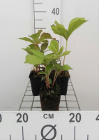 Rodgersia aesculifolia   pot 9x9 cm