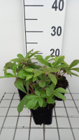 Rodgersia henrici   pot 9x9 cm