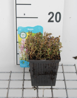 Rotala indica   pot 11x11 cm
