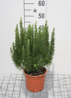 Rozemarijn   pot   25 30 cm (Rosmarinus officinalis)