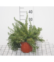 Rosmarinus officinalis 'Prostratus'   pot   20 30 cm (Kruiprozemarijn)  