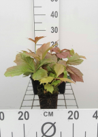 Rodgersia pinnata 'Braunlaub'   pot 9x9 cm
