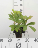 Rodgersia pinnata   pot 9x9 cm