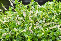 Rotala rotundifolia   pot 9x9 cm