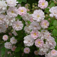 Rosa 'Paul's Himalayan Musk'   pot   klimroos