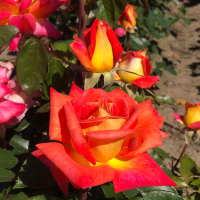 Rosa 'Macar' (Piccadilly)   blote wortel