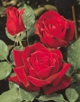 Rosa 'Meicesar' (Papa Meilland)   blote wortel