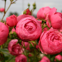 Rosa 'Korpompan' (Pomponella)   blote wortel