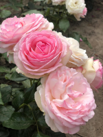 Rosa 'Meiviolin' (Eden Rose, Pierre de Ronsard)   pot   klimroos