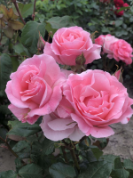 Rosa 'Queen Elizabeth'   pot