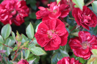 Rosa 'Rote The Fairy'   pot 1,3L  