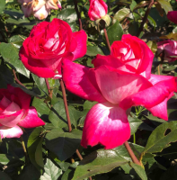 Rosa 'Gaumo' (Rose Gaujard)   blote wortel