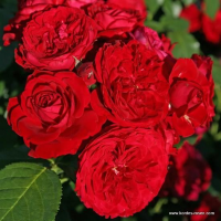 Rosa 'Korvillade' (Rotilia)   blote wortel