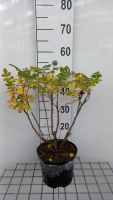 Rosa rugosa 'Rubra'   pot   40 60 cm