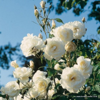 Rosa 'Korbin' (Biancaneve, Fee Des Neiges, Iceberg, Schneewittchen)   blote wortel